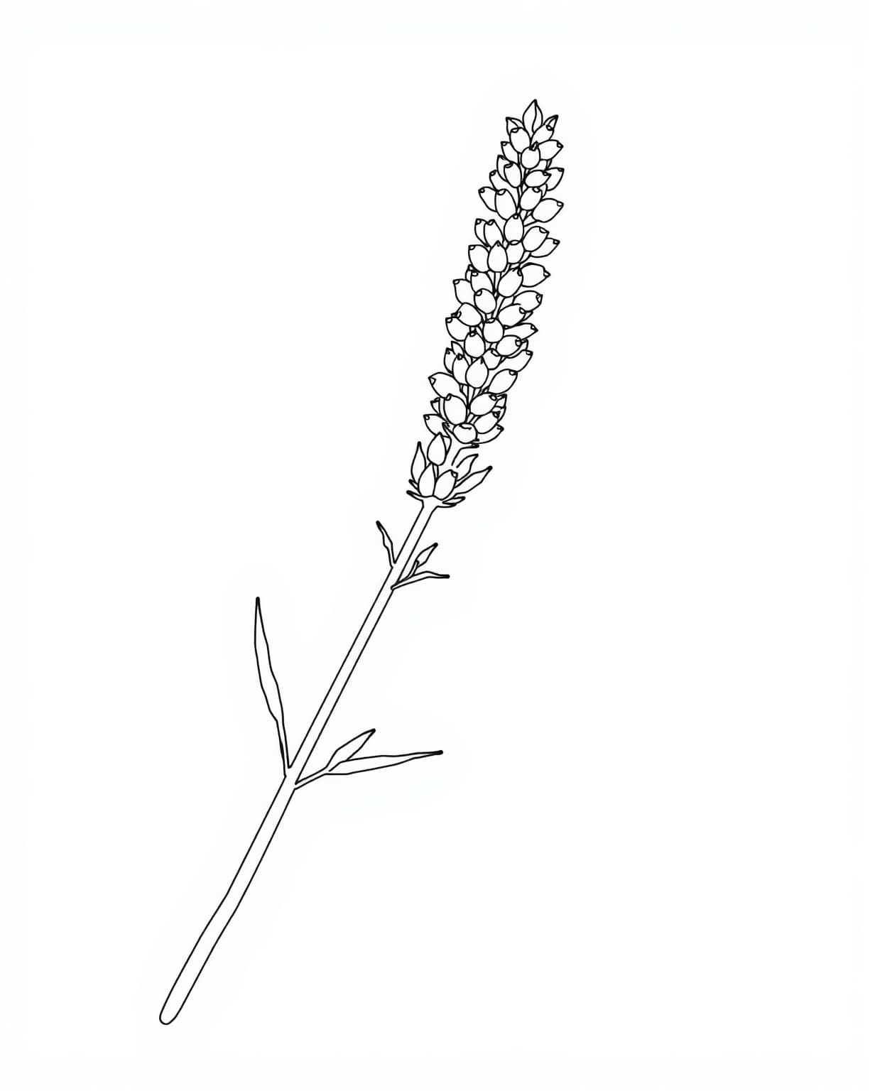 Charming Lavender Stem Coloring Page