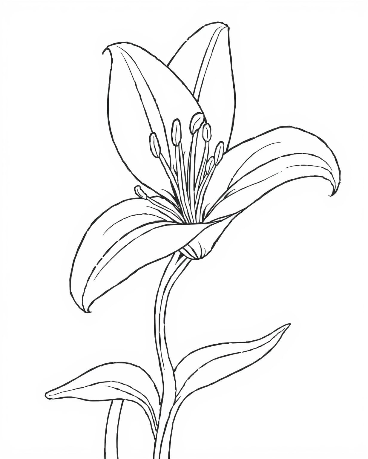 Elegant Lily Coloring Page