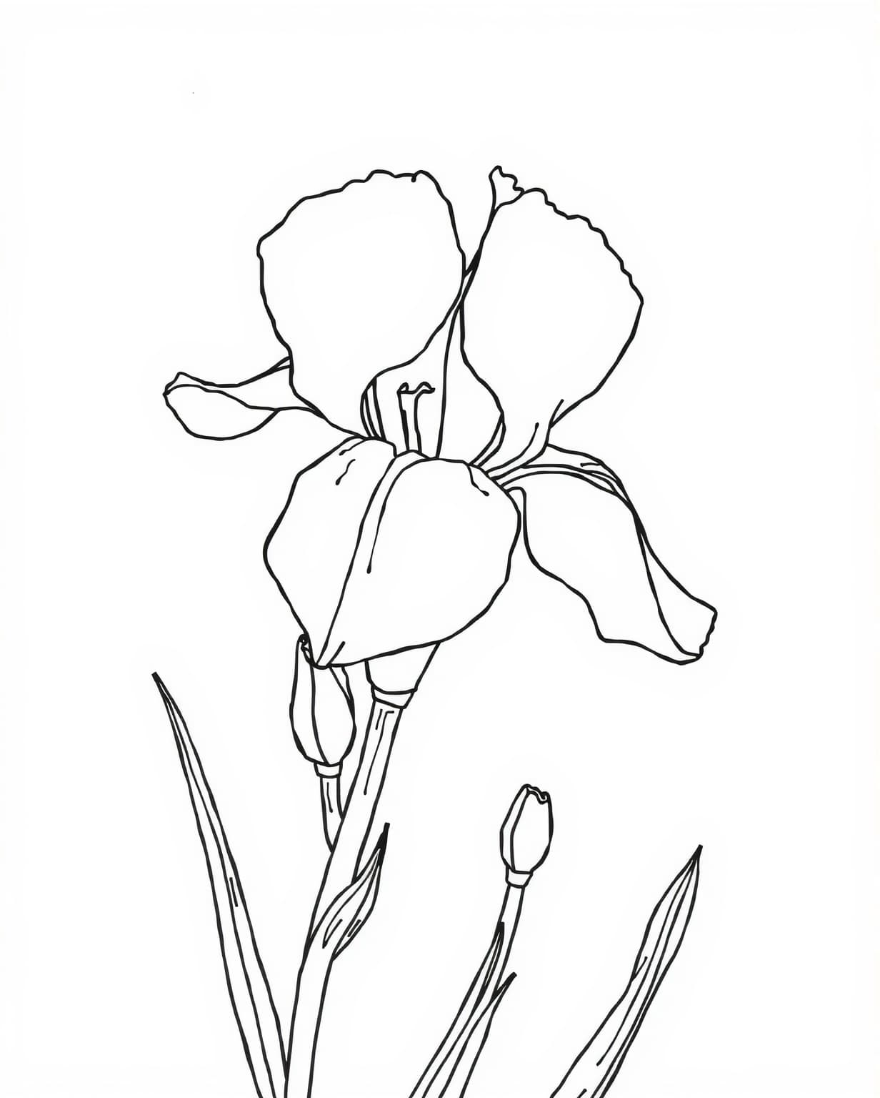 Graceful Iris Flower Coloring Page