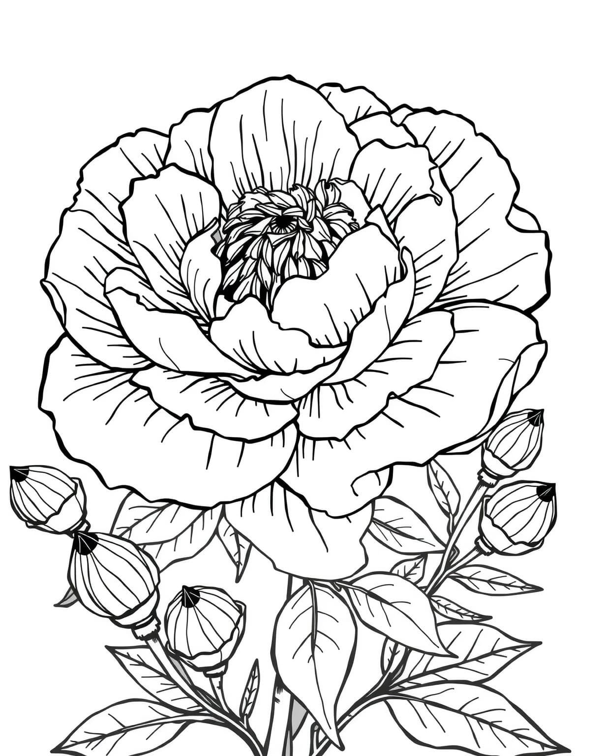 Magnificent Peony Bloom Coloring Page